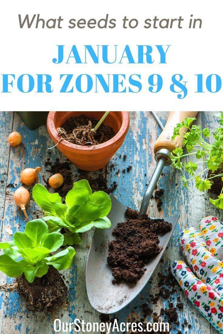 Winter Vegetable Gardening Zone