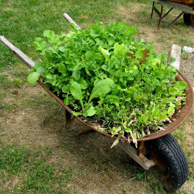 East Texas Winter Garden Vegetables