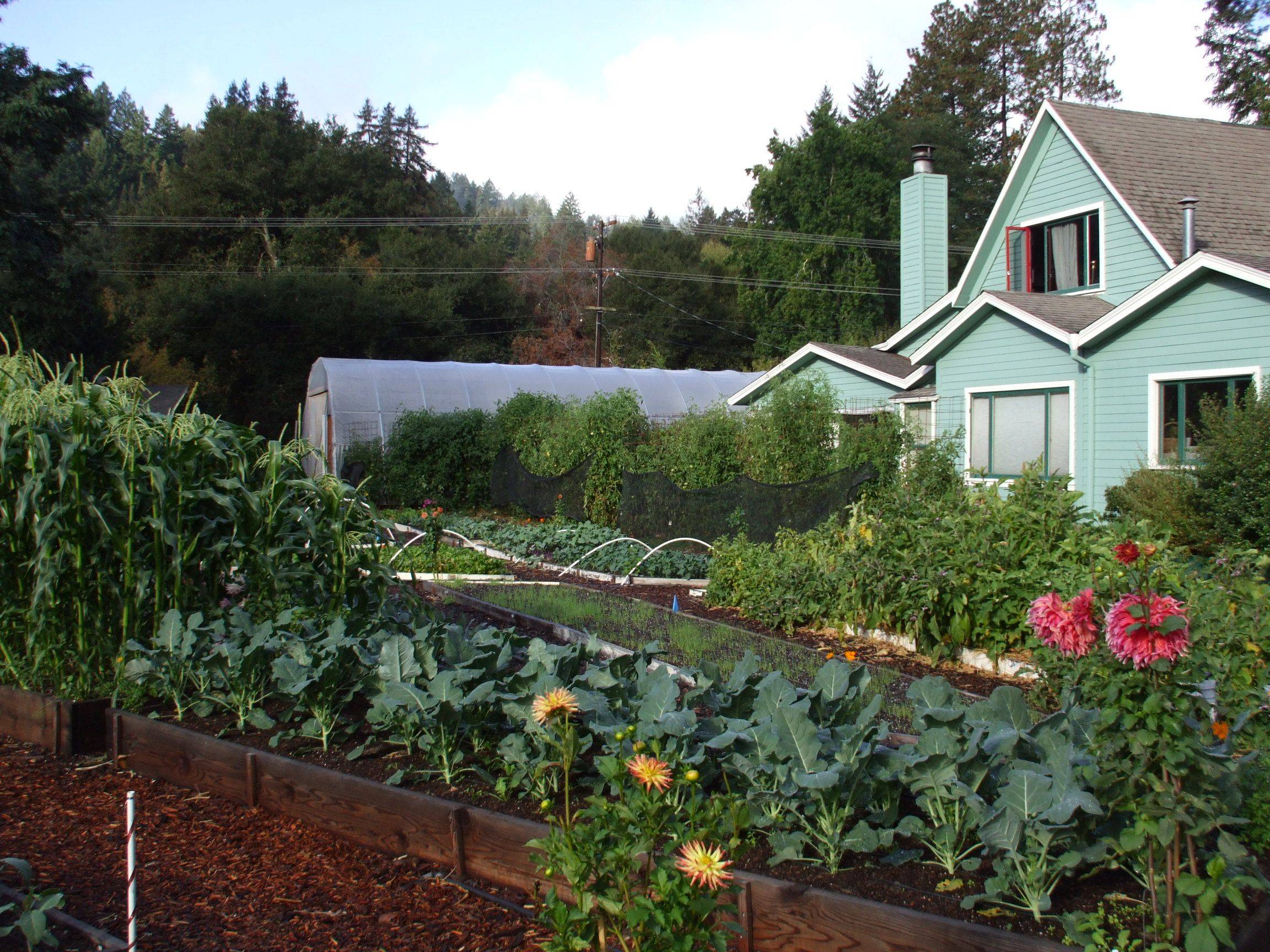East Texas Winter Garden Vegetables