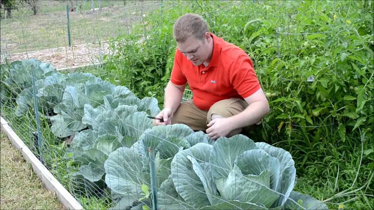 Fall Vegetable Gardening