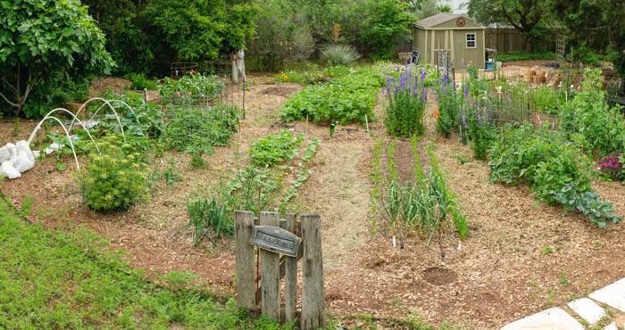 Vegetable Planting Guide