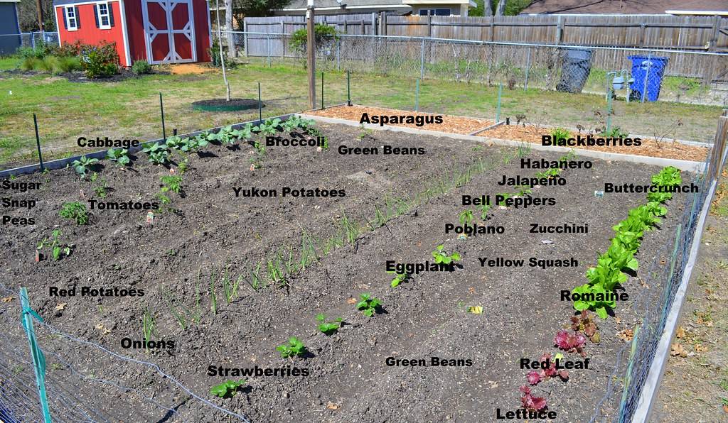 Our Texas Container Garden