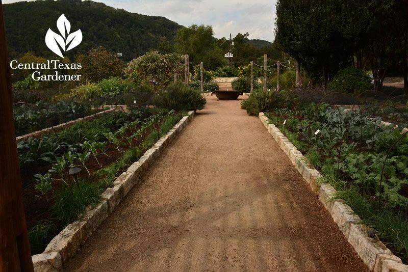 Our Texas Container Garden