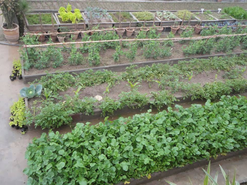 Texas Organic Spring Vegetable Garden Update