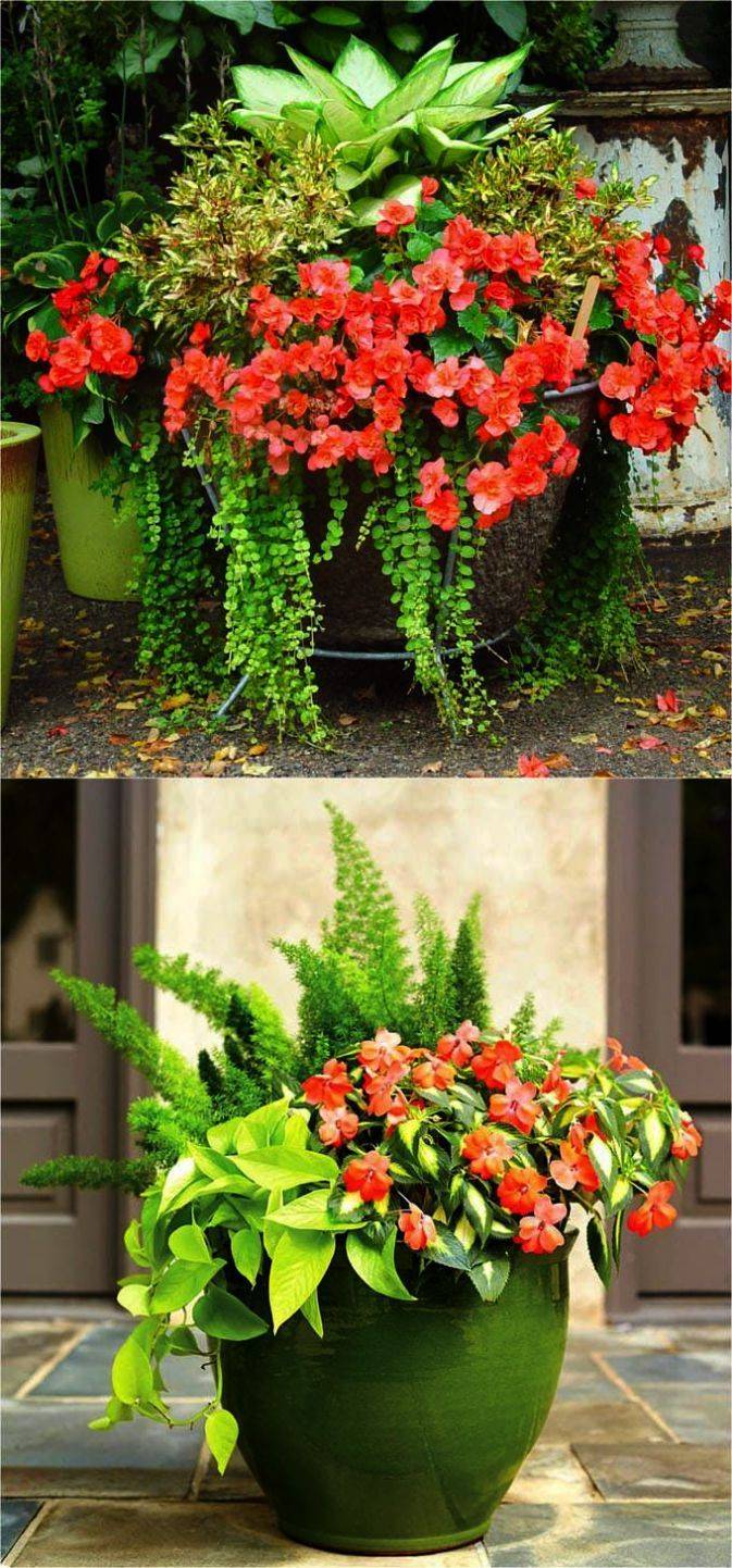 Backyard Vegetable Gardens