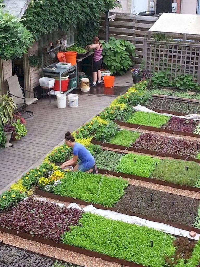 Garden Veggie Garden Layout