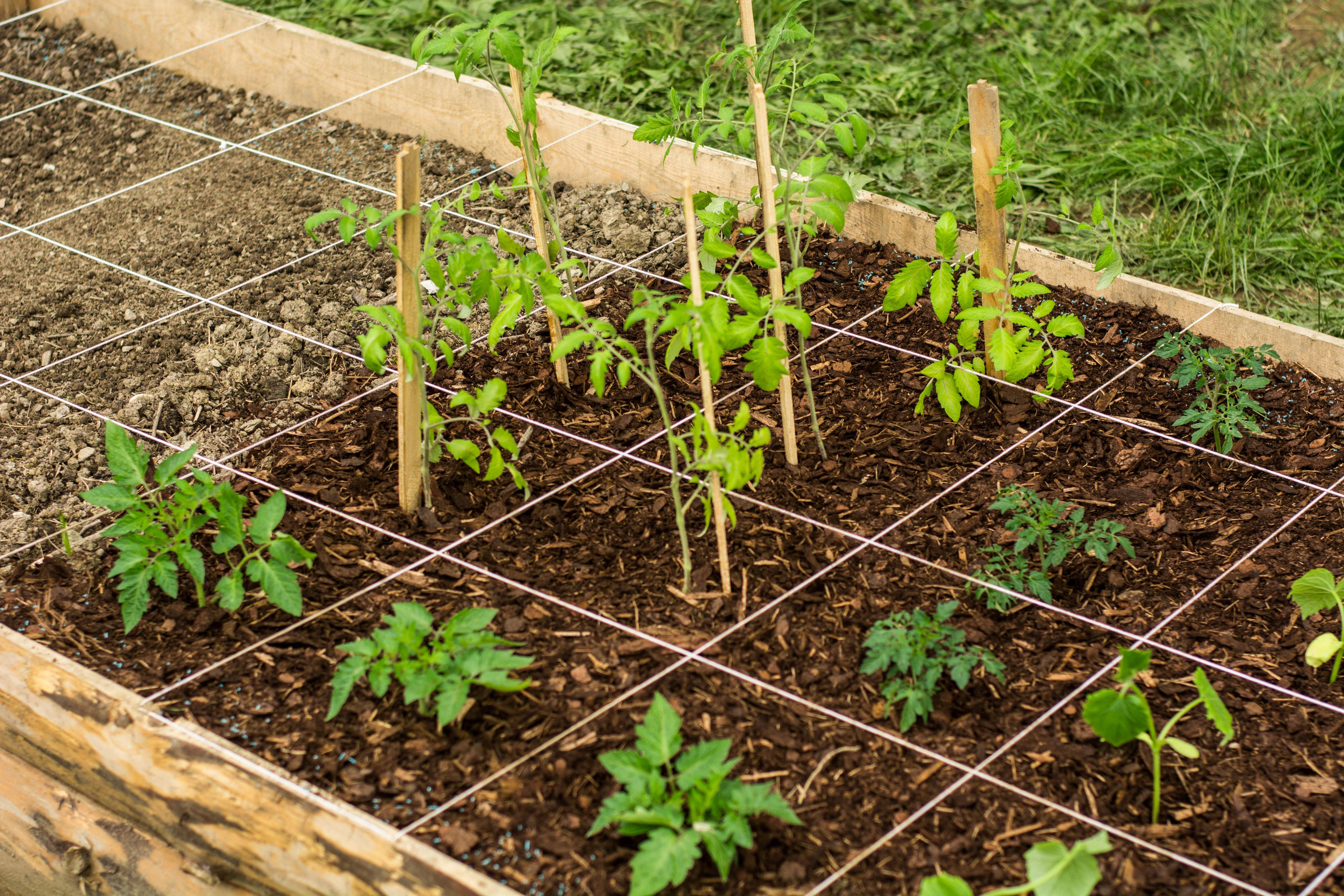 Square Foot Plant Spacing