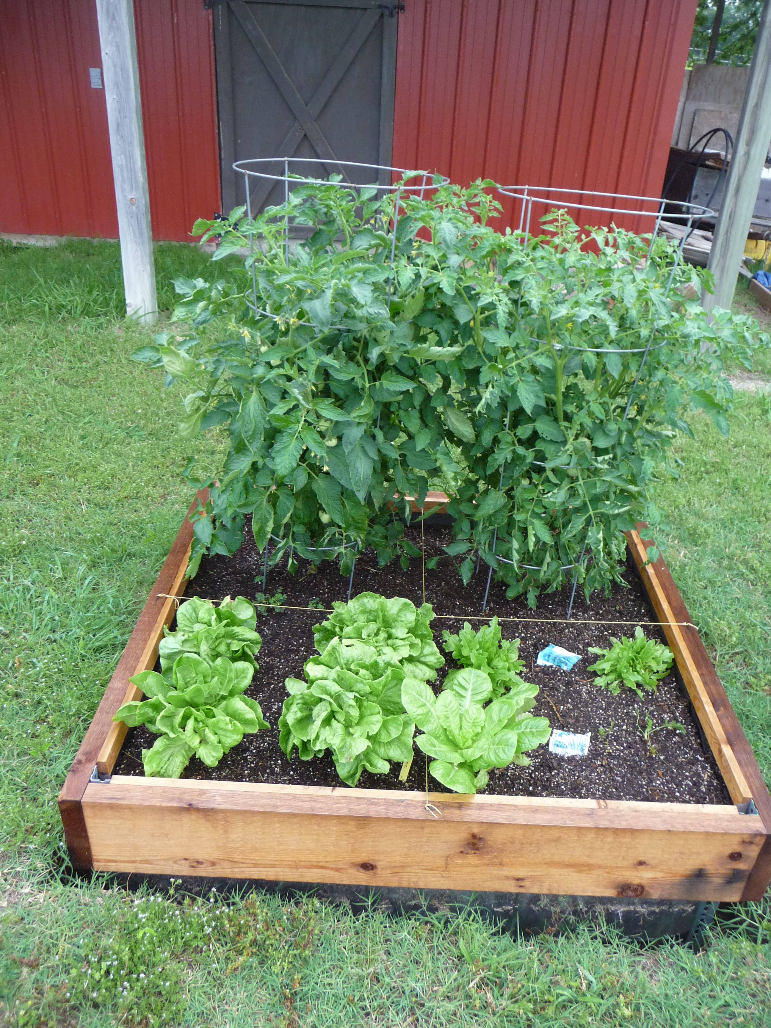 My First Tomato Plants Square Foot Method