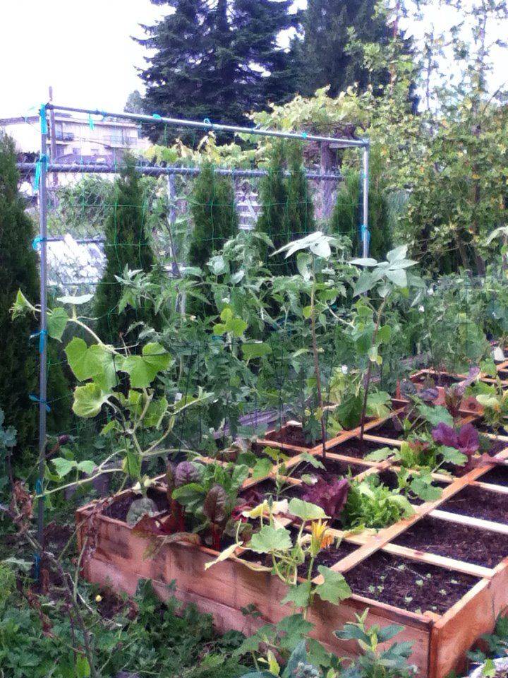 Square Foot Gardening Garden Plants