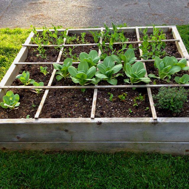 Square Foot Gardening Kidsgardening
