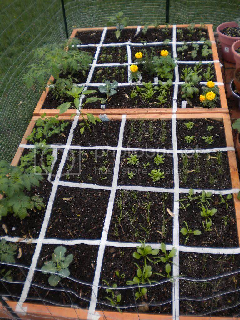 Square Foot Gardening National Vanguard