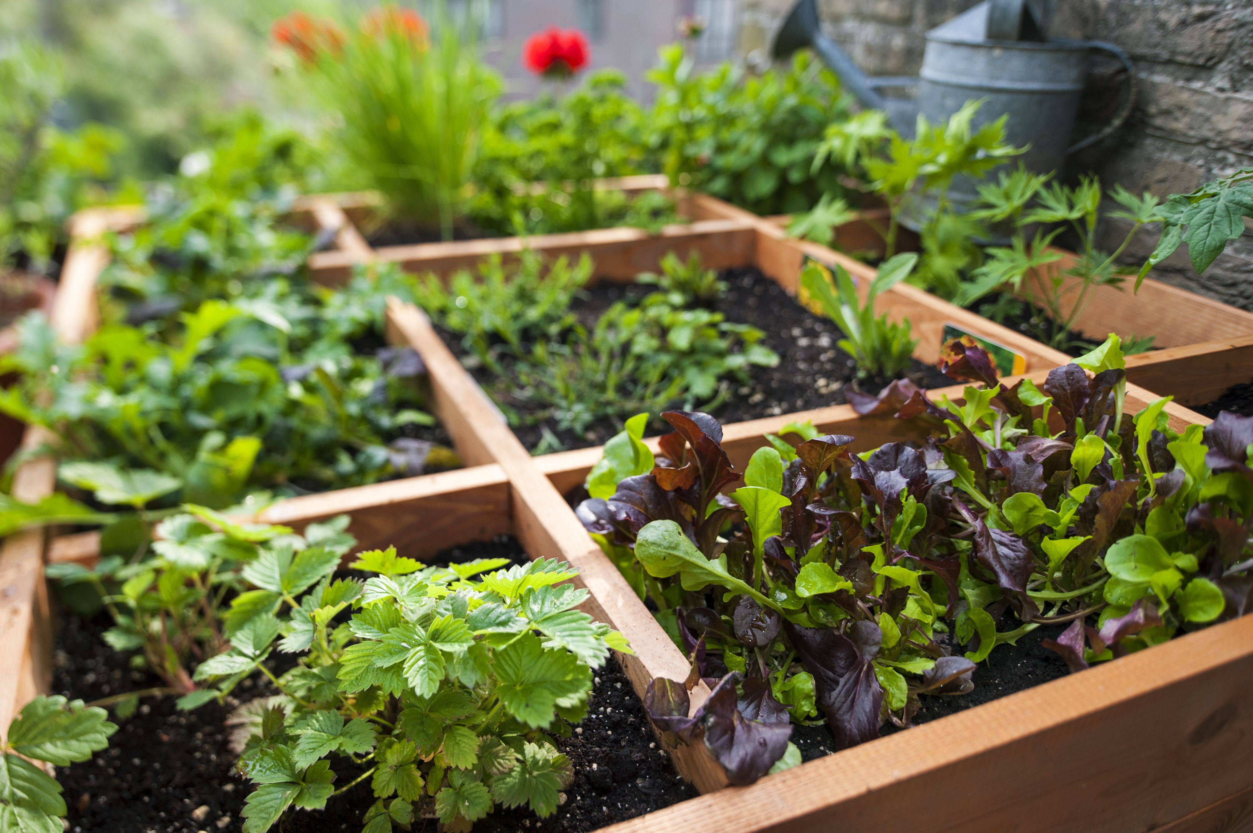 Inspiring Square Foot Gardening Plansideas