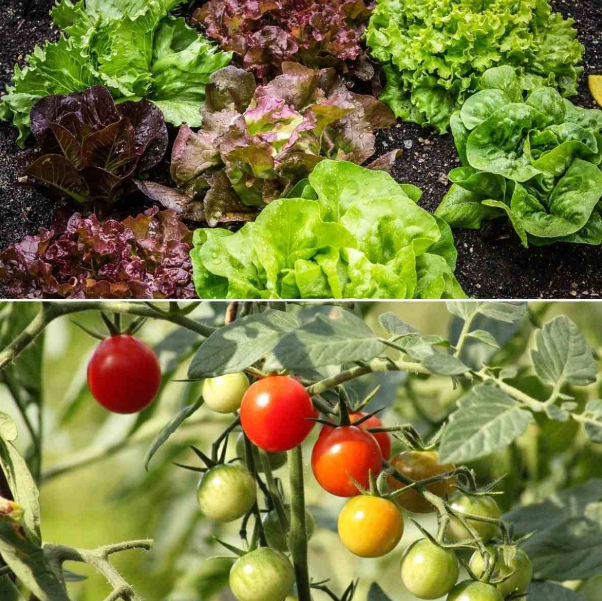 Finished Square Foot Garden Yard Square Foot Gardening