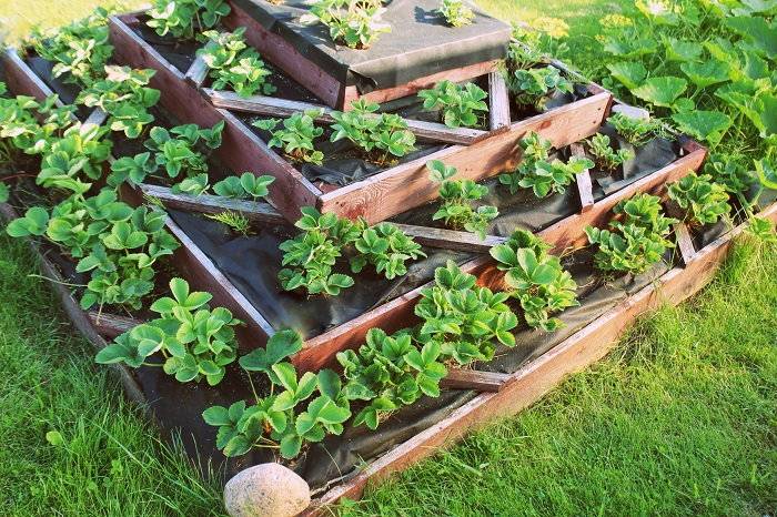 A Square Foot Salad Garden Video