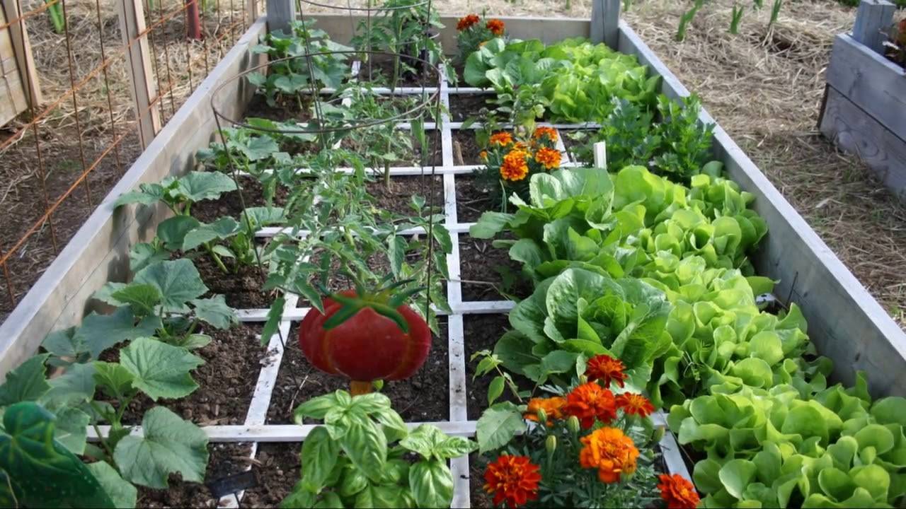 Week Raised Garden