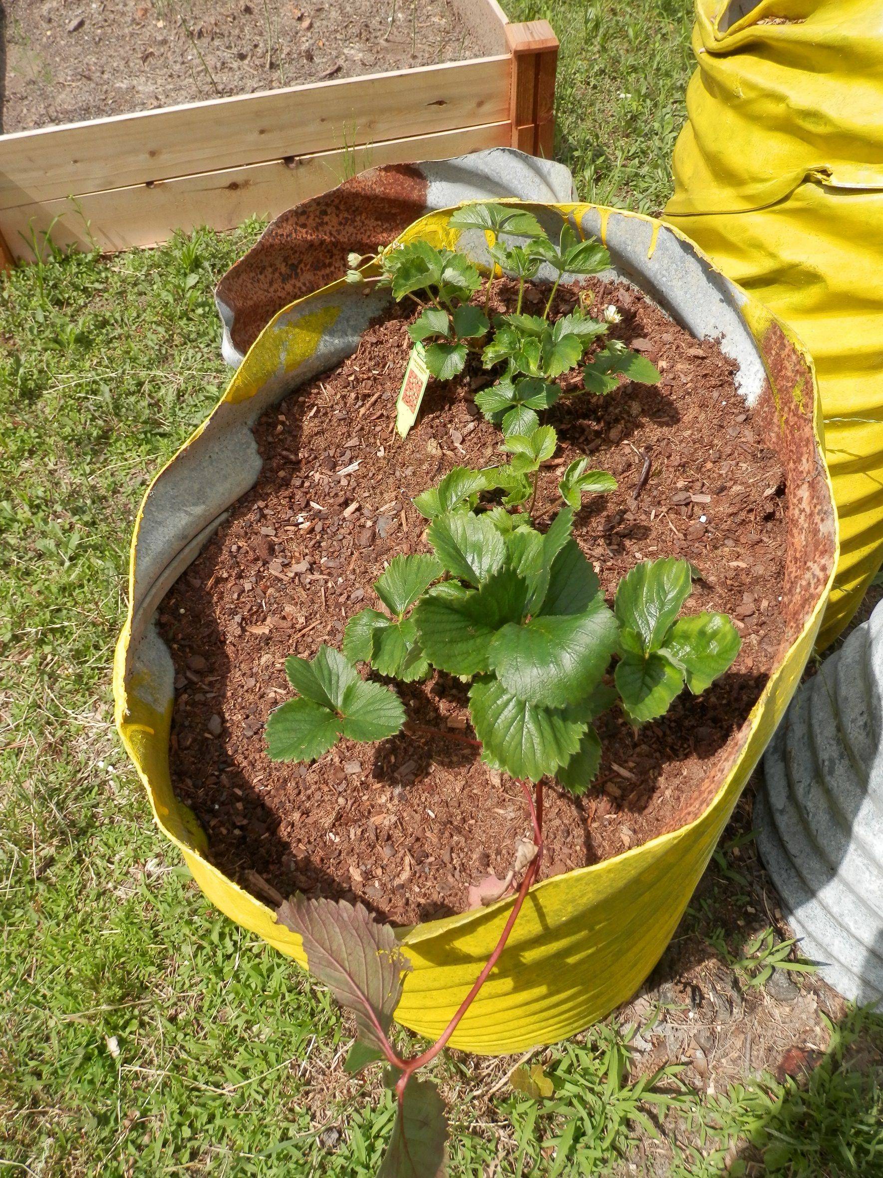 Our Square Foot Garden