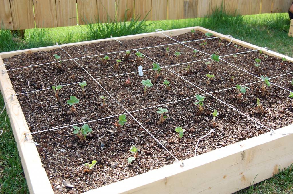 Strawberry Square Foot Garden Beds