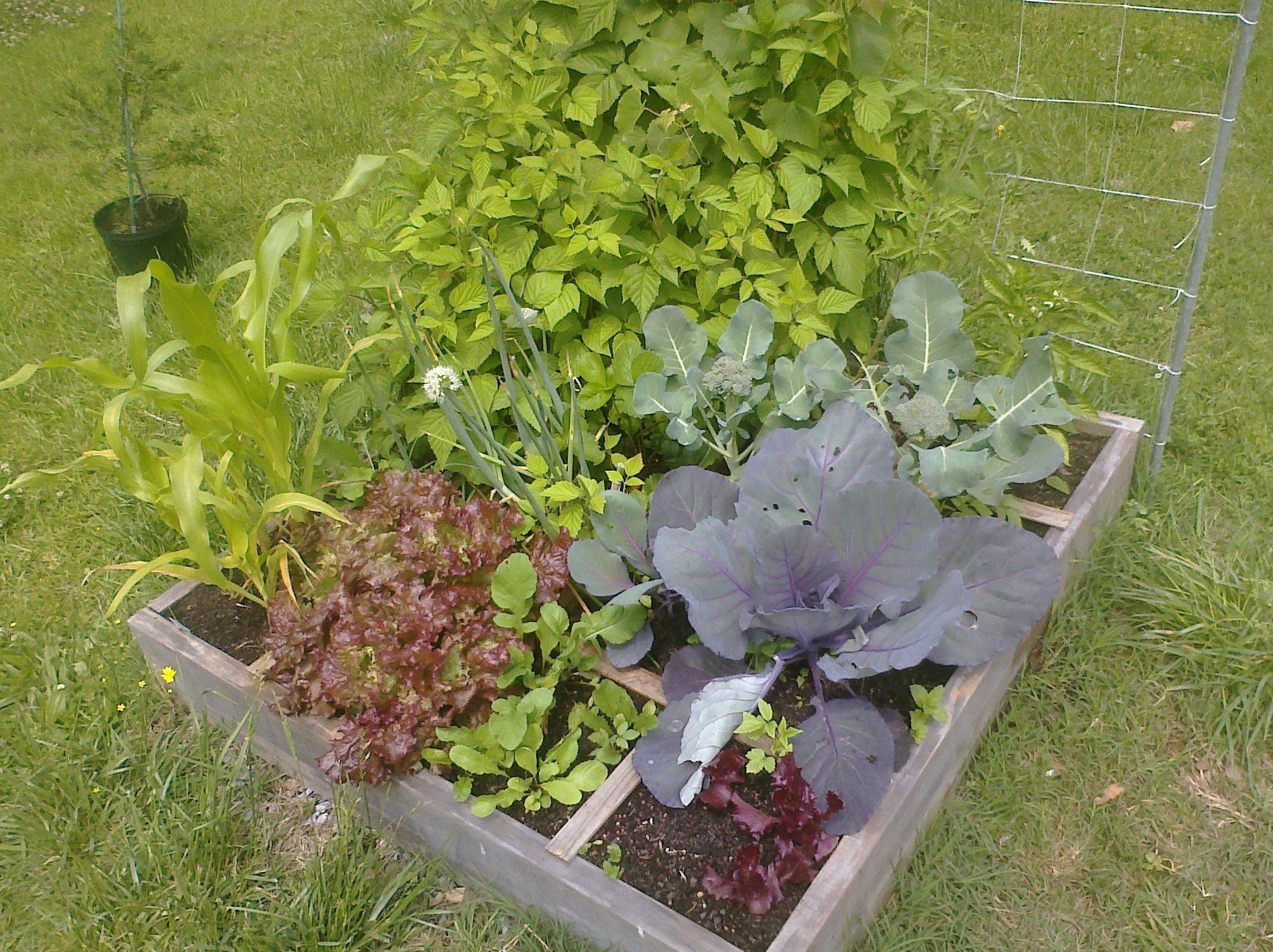 Strawberry Tower Backyard Homestead