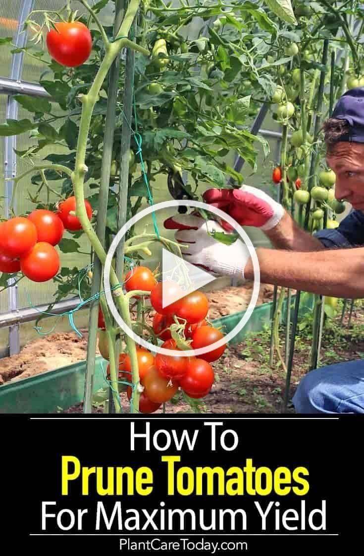 How To Plant Tomatoes