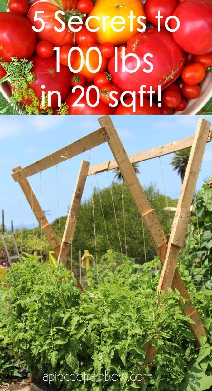 17 Square Foot Gardening Tomato Plants Ideas You Must Look SharonSable