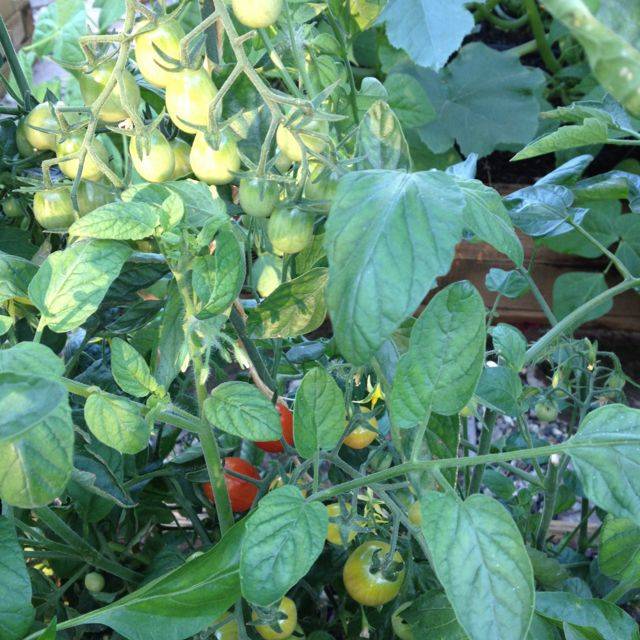 17 Square Foot Gardening Tomato Plants Ideas You Must Look SharonSable