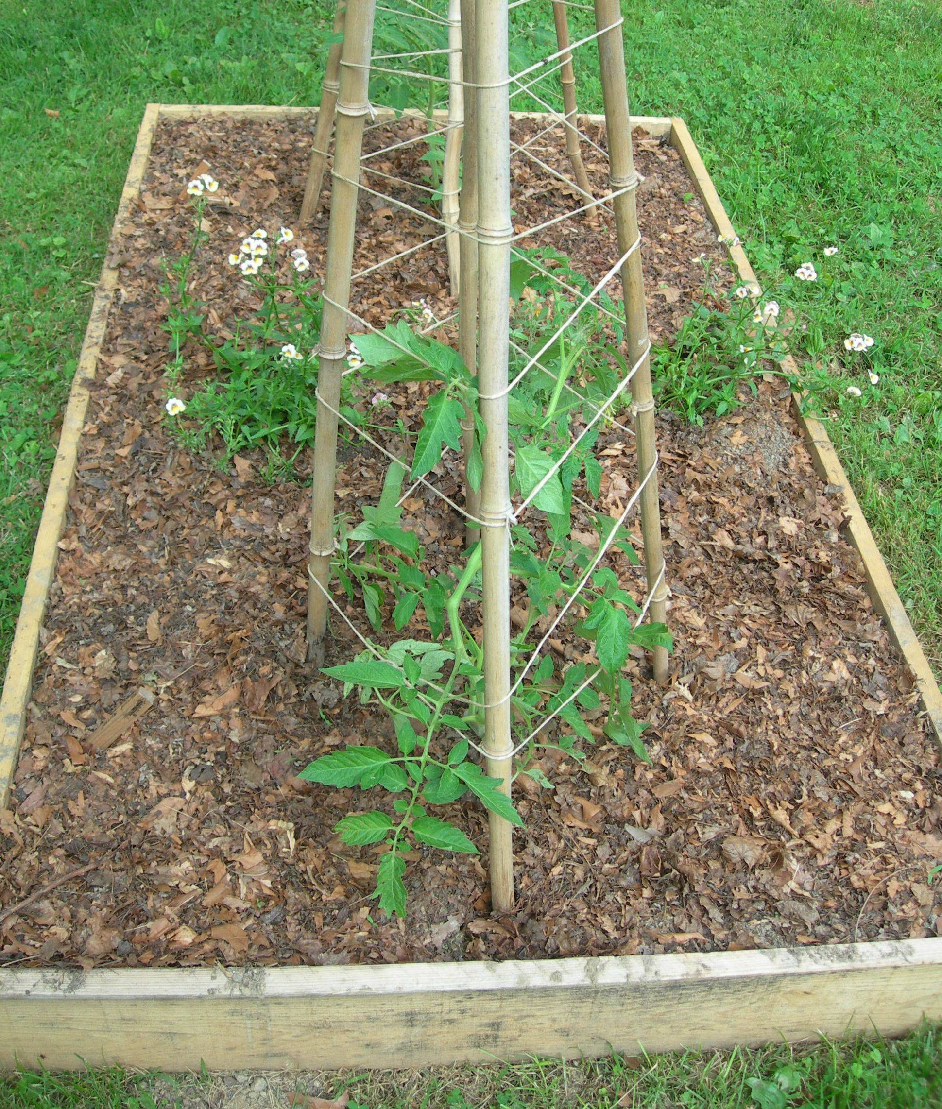 17 Square Foot Gardening Tomato Plants Ideas You Must Look SharonSable