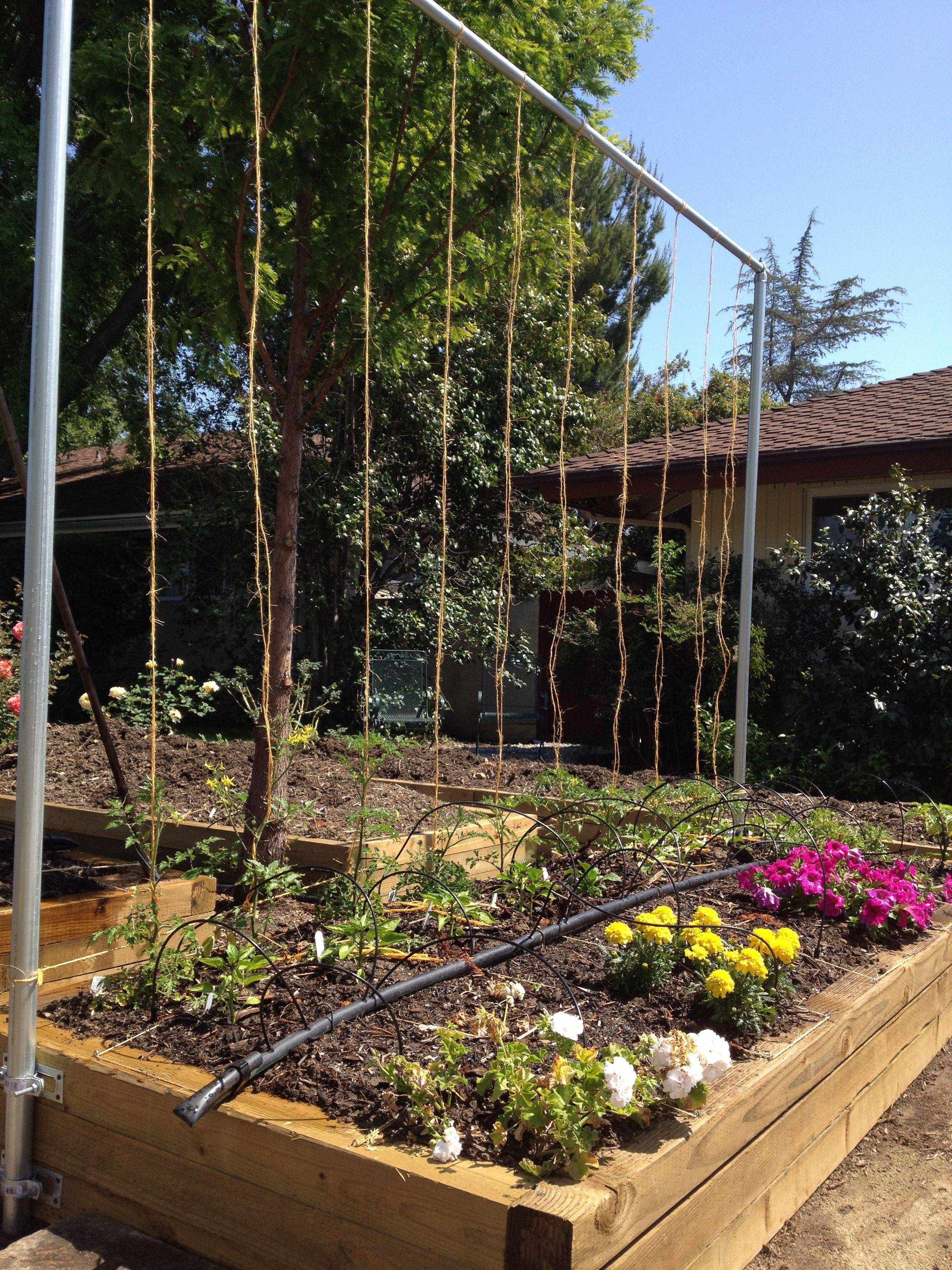 17 Square Foot Gardening Tomato Plants Ideas You Must Look SharonSable