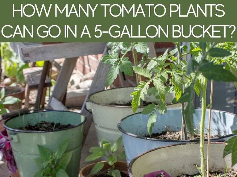 More Tomatoes