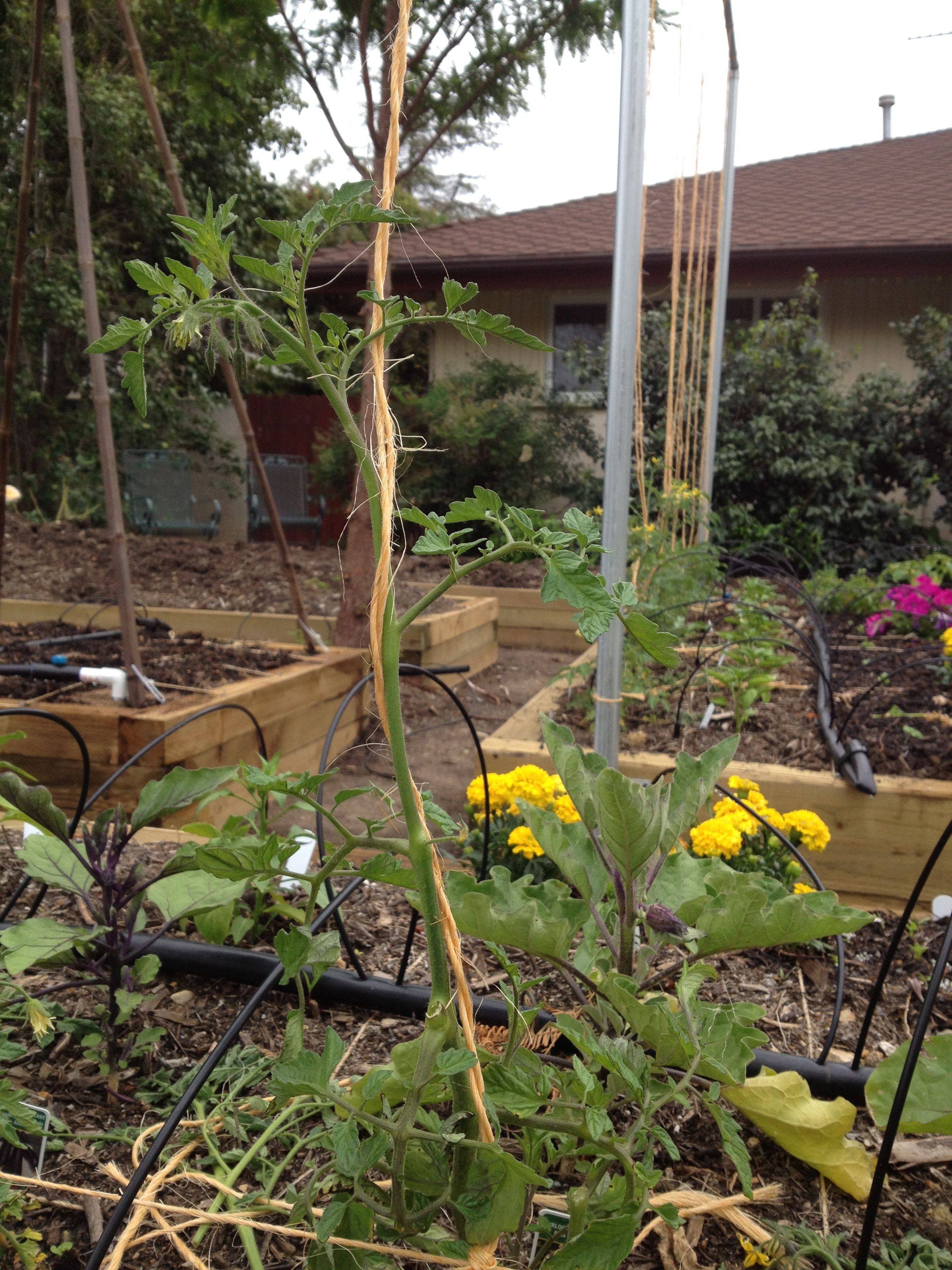 This Roma Tomato Plant