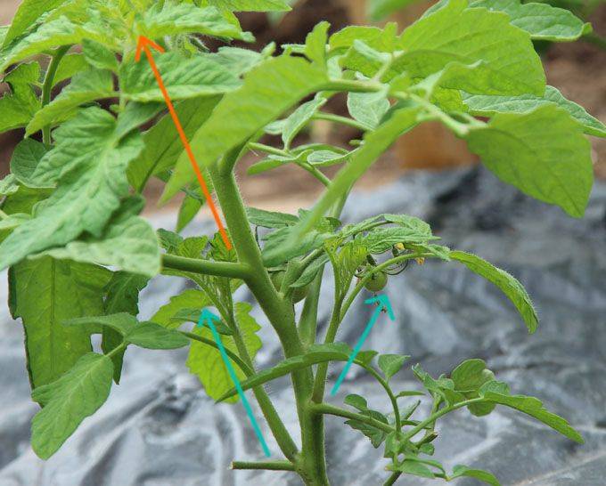 Tomato Square Foot Gardening