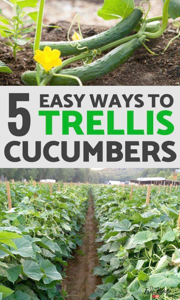 Diy Cucumber Trellis