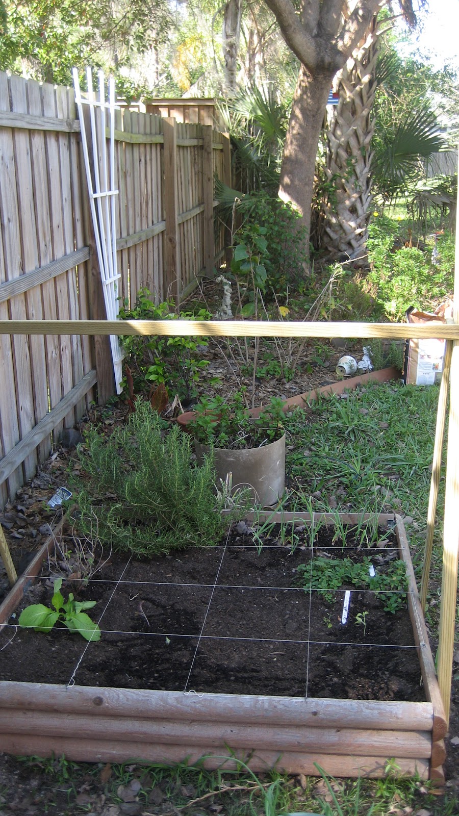 Diy Cucumber Trellis