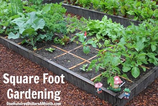 Companion Planting Brussels