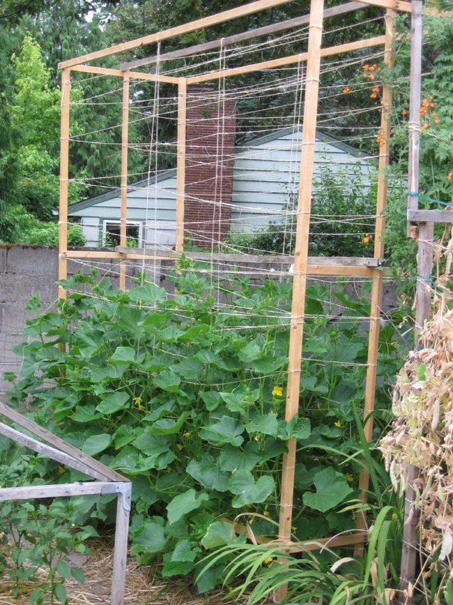 The Confounding Cucumbers