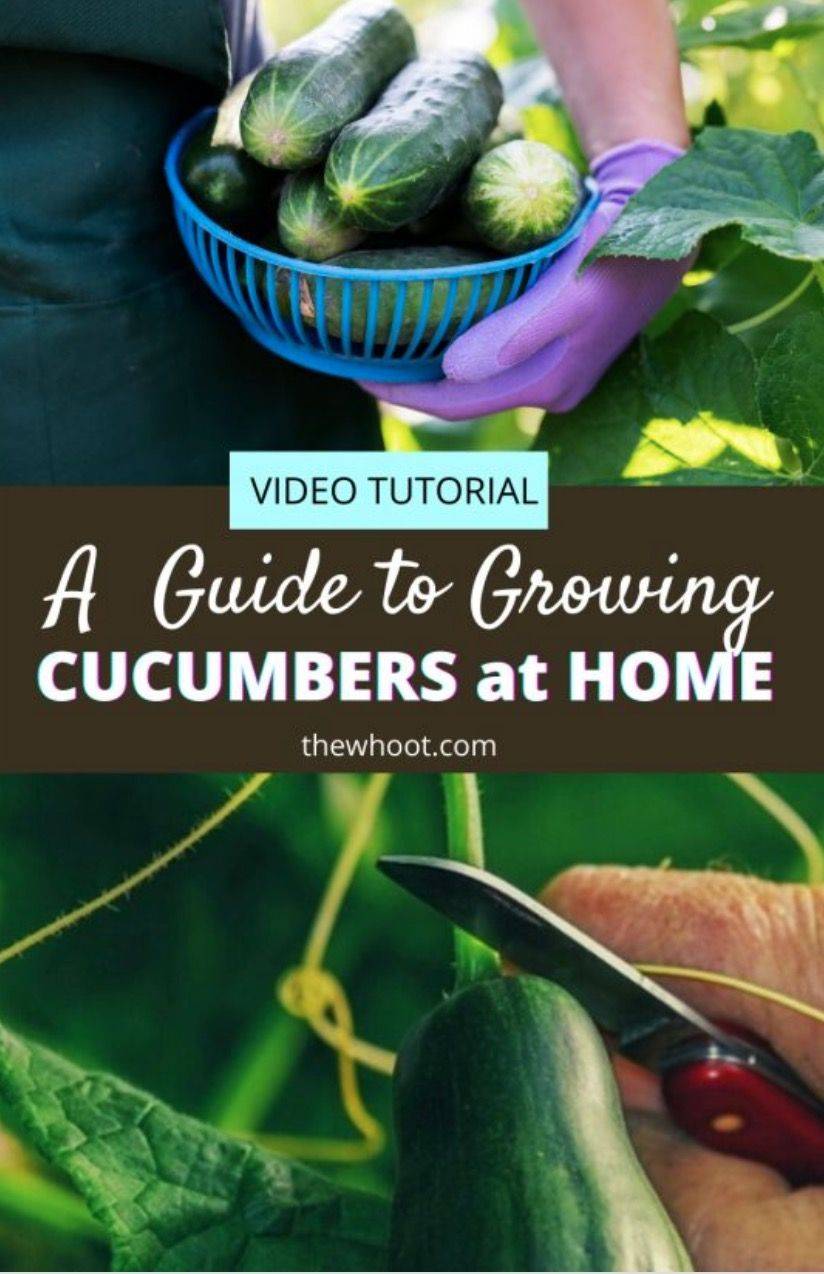 19 Cucumber Square Foot Gardening Ideas You Cannot Miss SharonSable