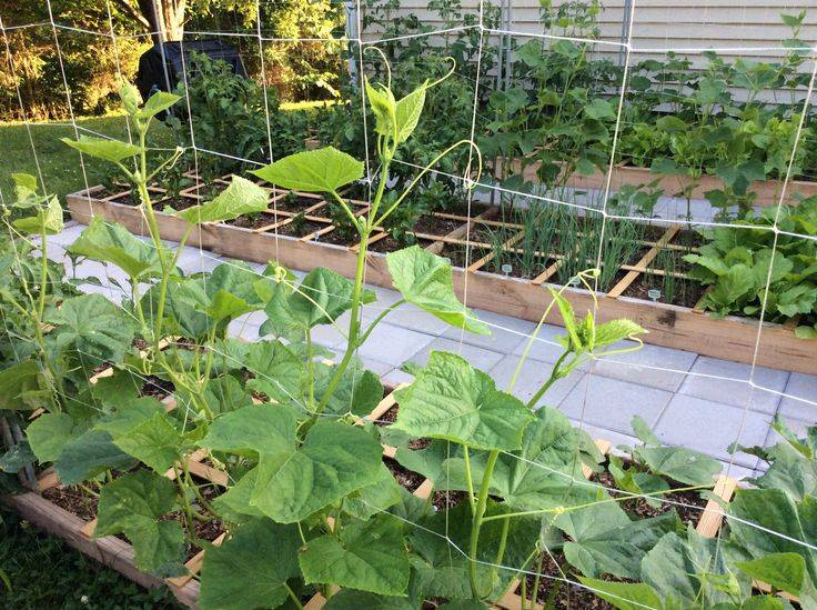 19 Cucumber Square Foot Gardening Ideas You Cannot Miss SharonSable
