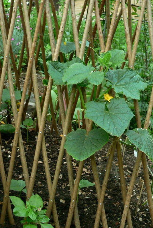Makeshift Trellis