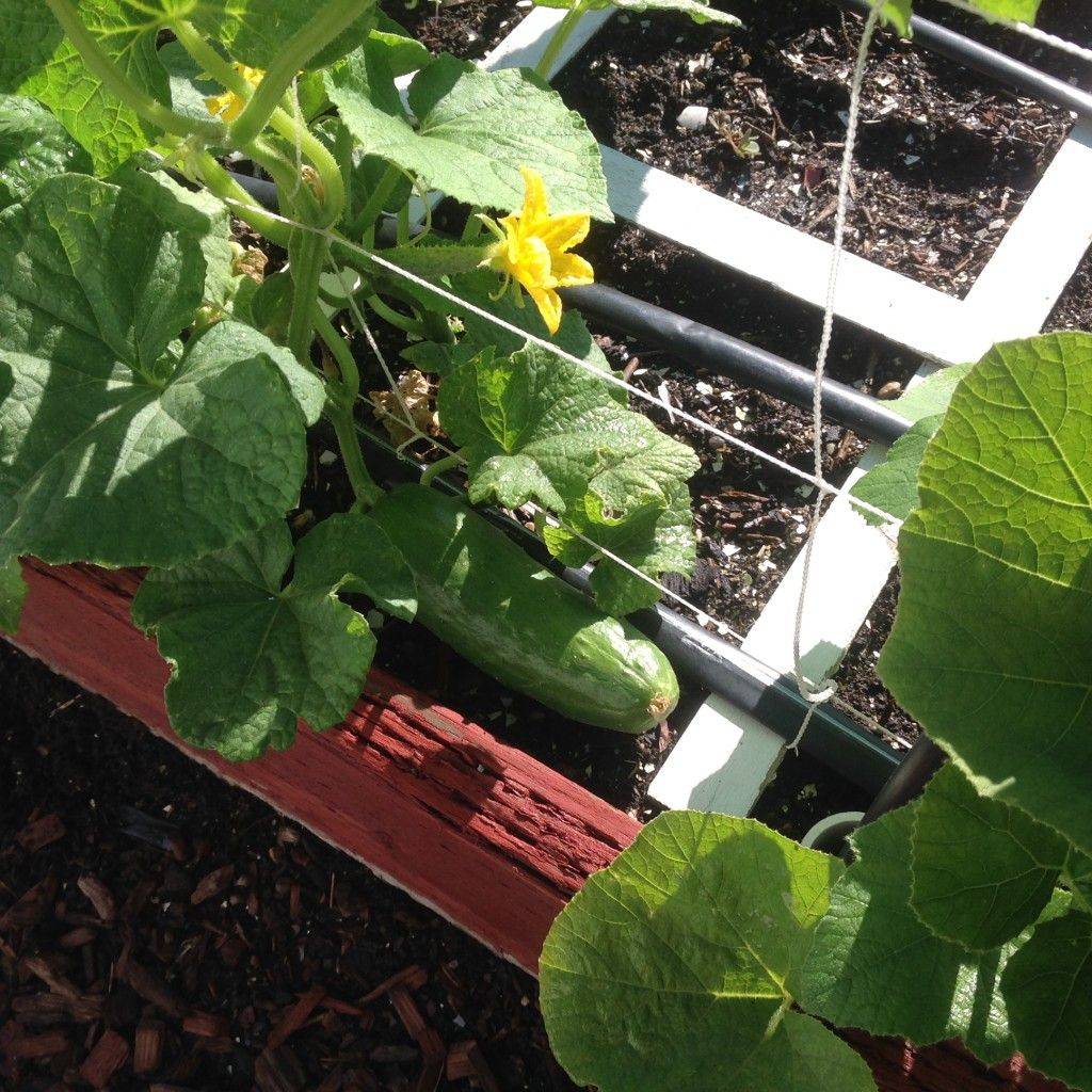 Makeshift Trellis
