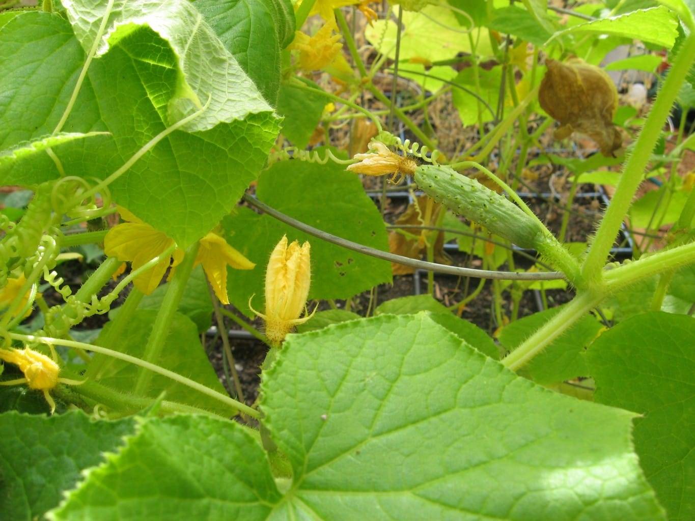 19 Cucumber Square Foot Gardening Ideas You Cannot Miss SharonSable