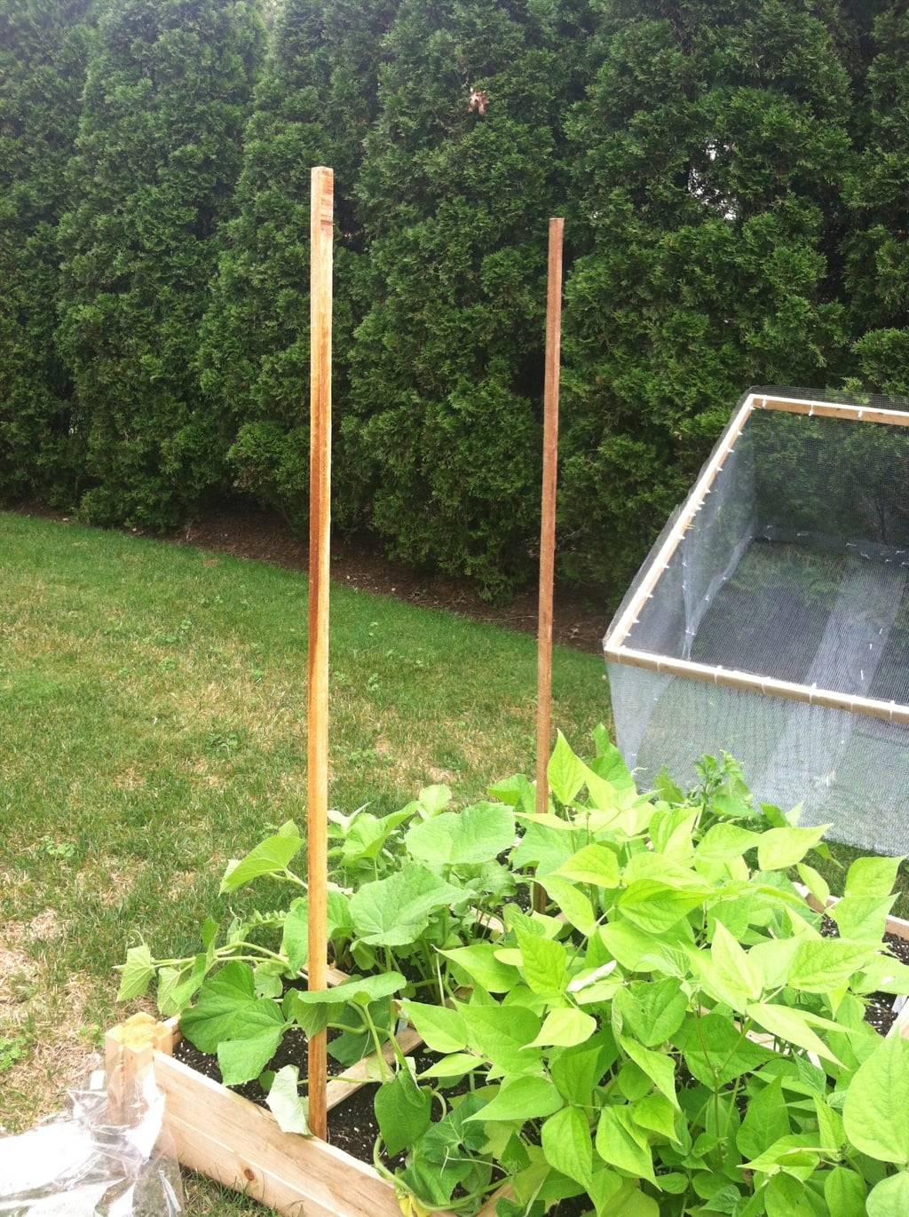 19 Cucumber Square Foot Gardening Ideas You Cannot Miss SharonSable