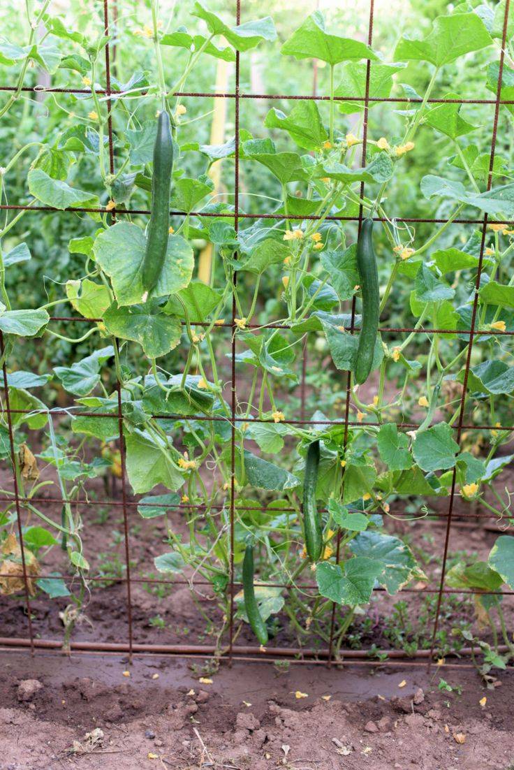 Square Foot Garden Trellis