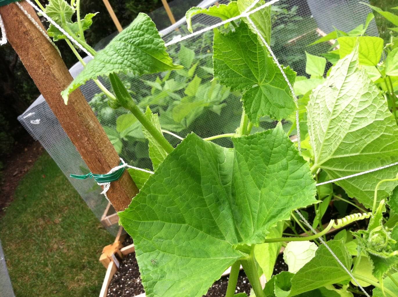 19 Cucumber Square Foot Gardening Ideas You Cannot Miss SharonSable