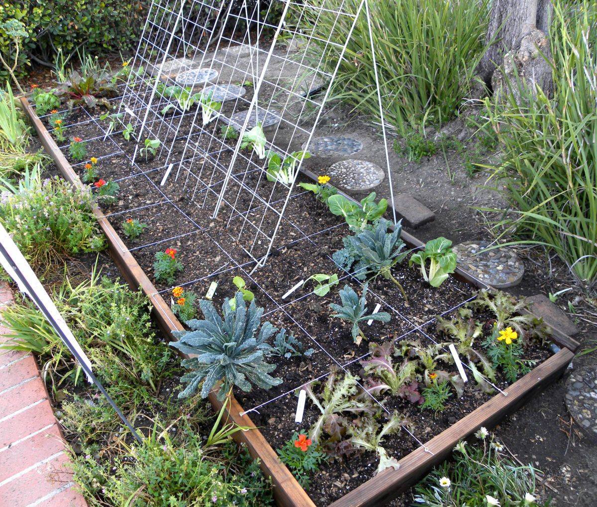 Two Cucumber Seedlings