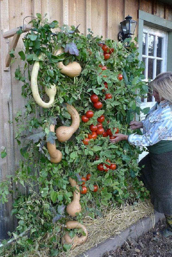 Beautiful Diy Backyard Vegetable Garden Ideas Decorecent Plants