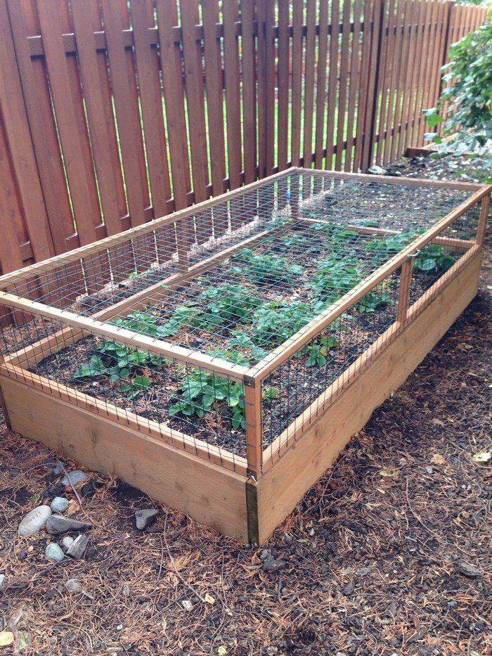 Rabbit Proof Raised Garden Bed