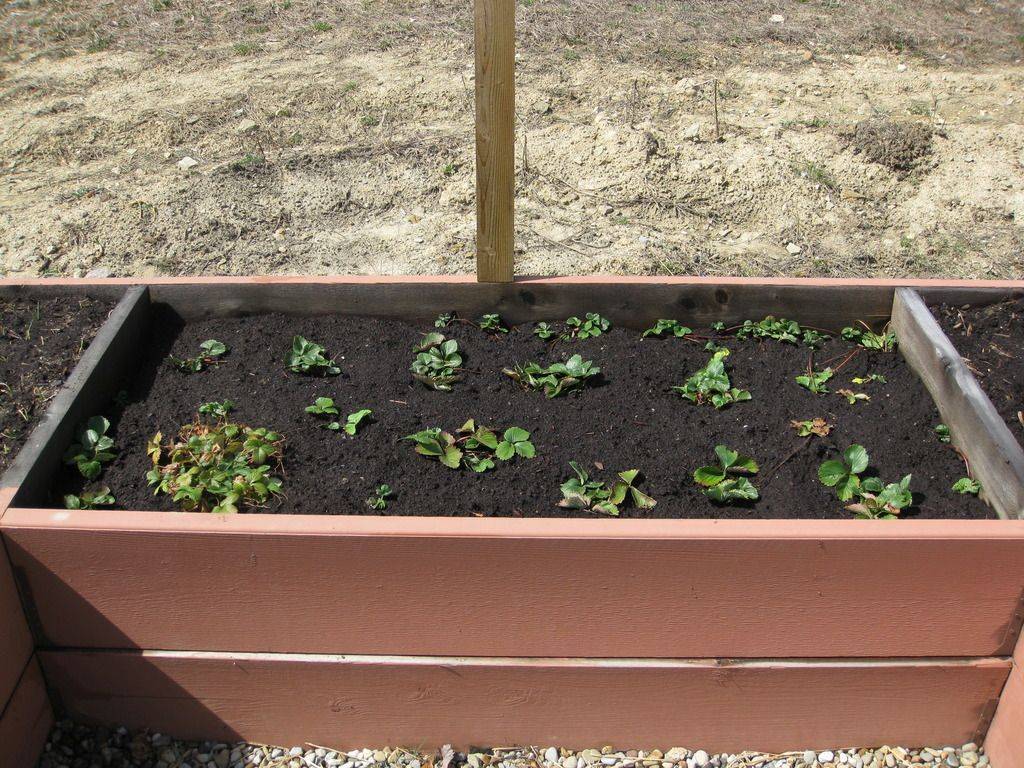 My Animal Proof Garden