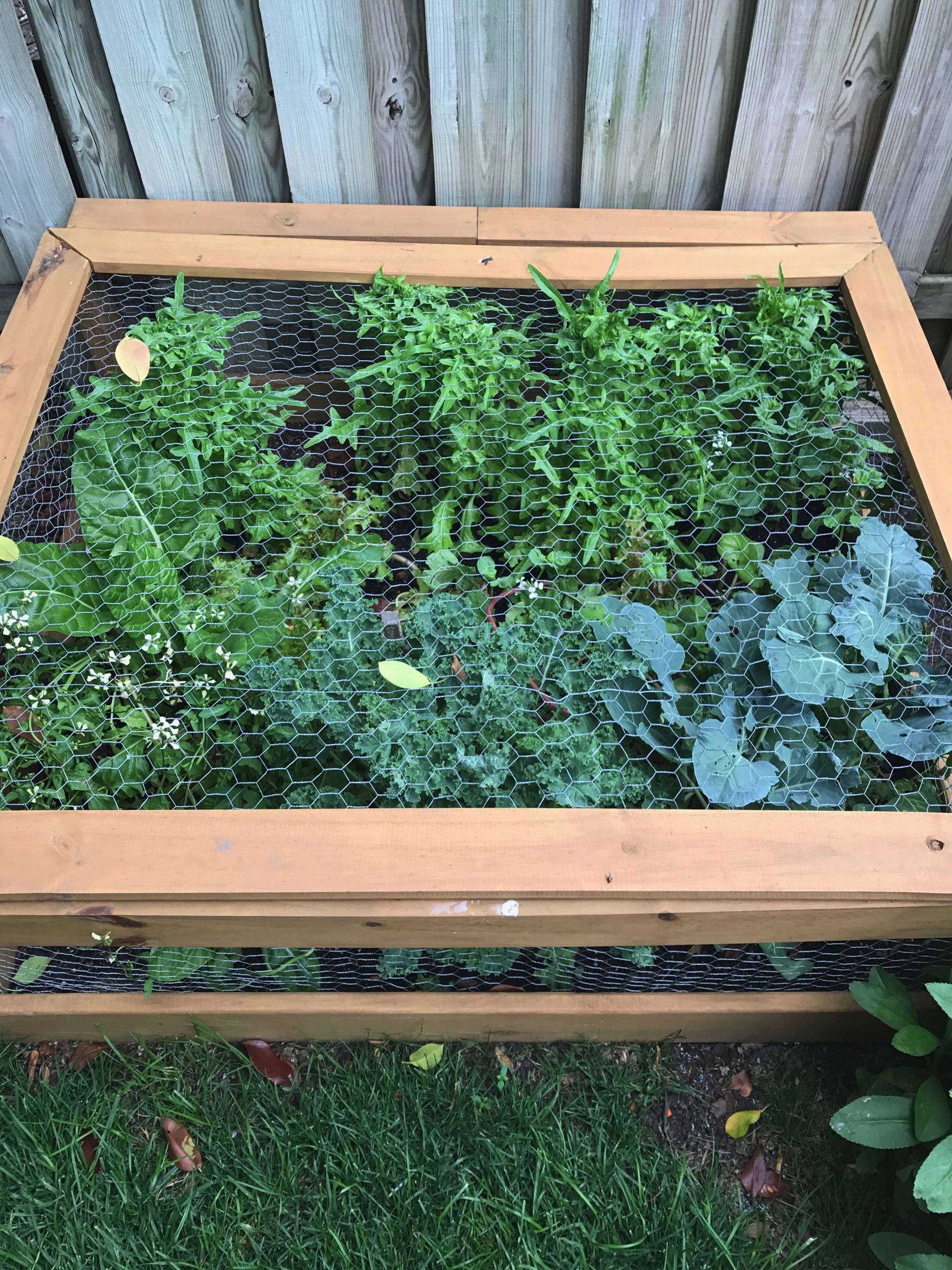 23 Critter Proof Garden Beds Ideas You Gonna Love SharonSable