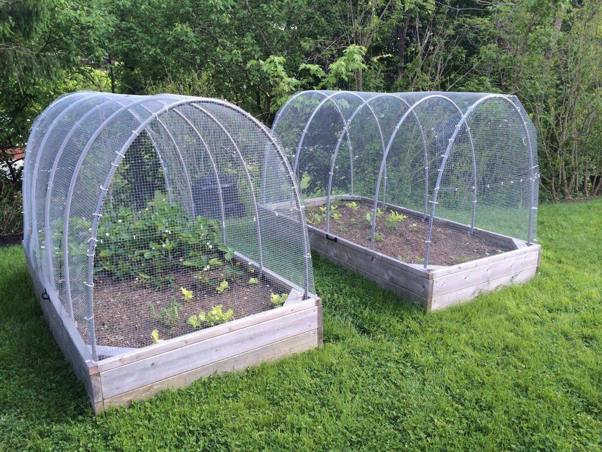 Deer Resistant Vegetable Garden Design Pl