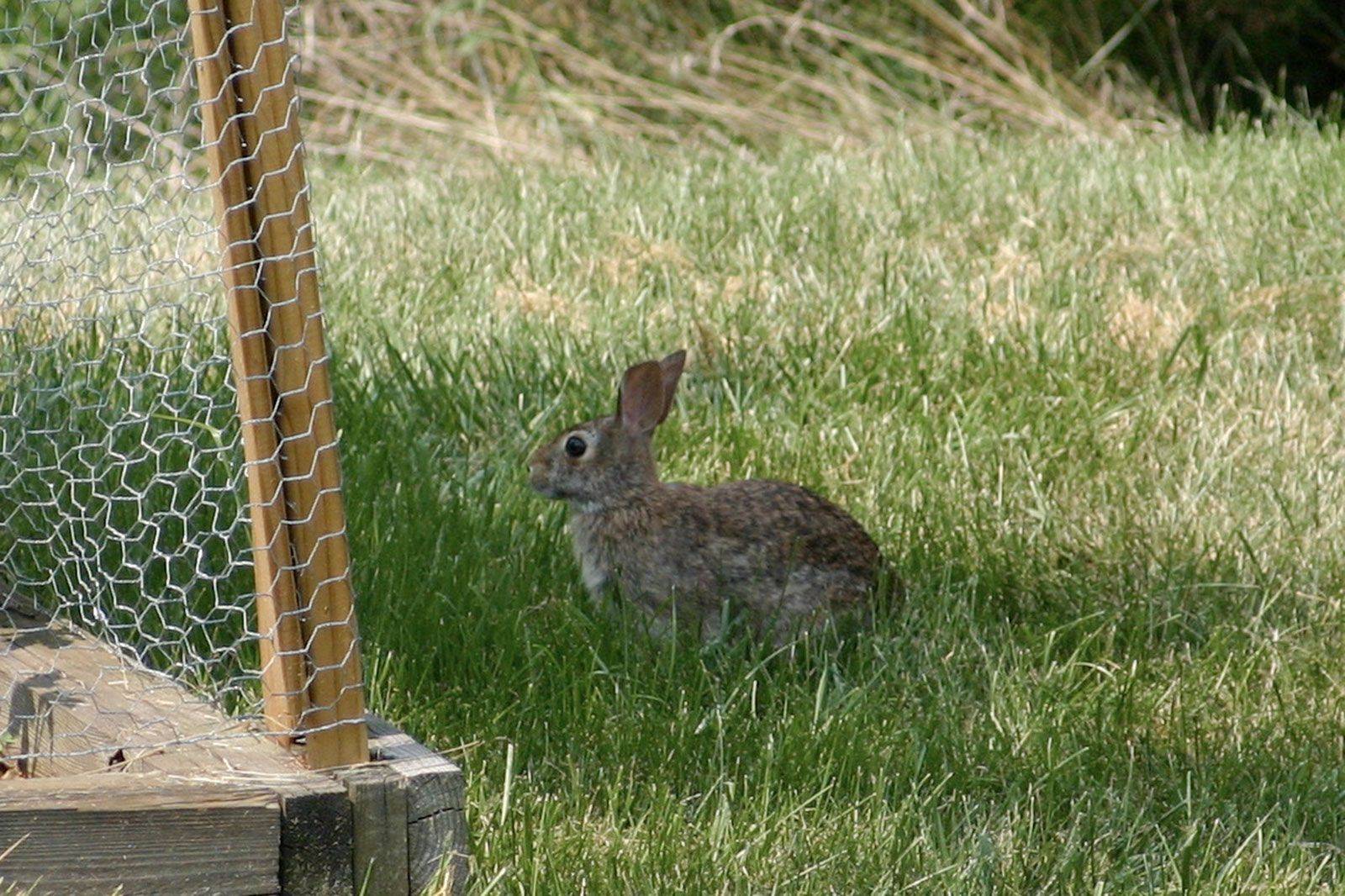 Rabbit Proof Garden Greenspace Leicester House Landscape