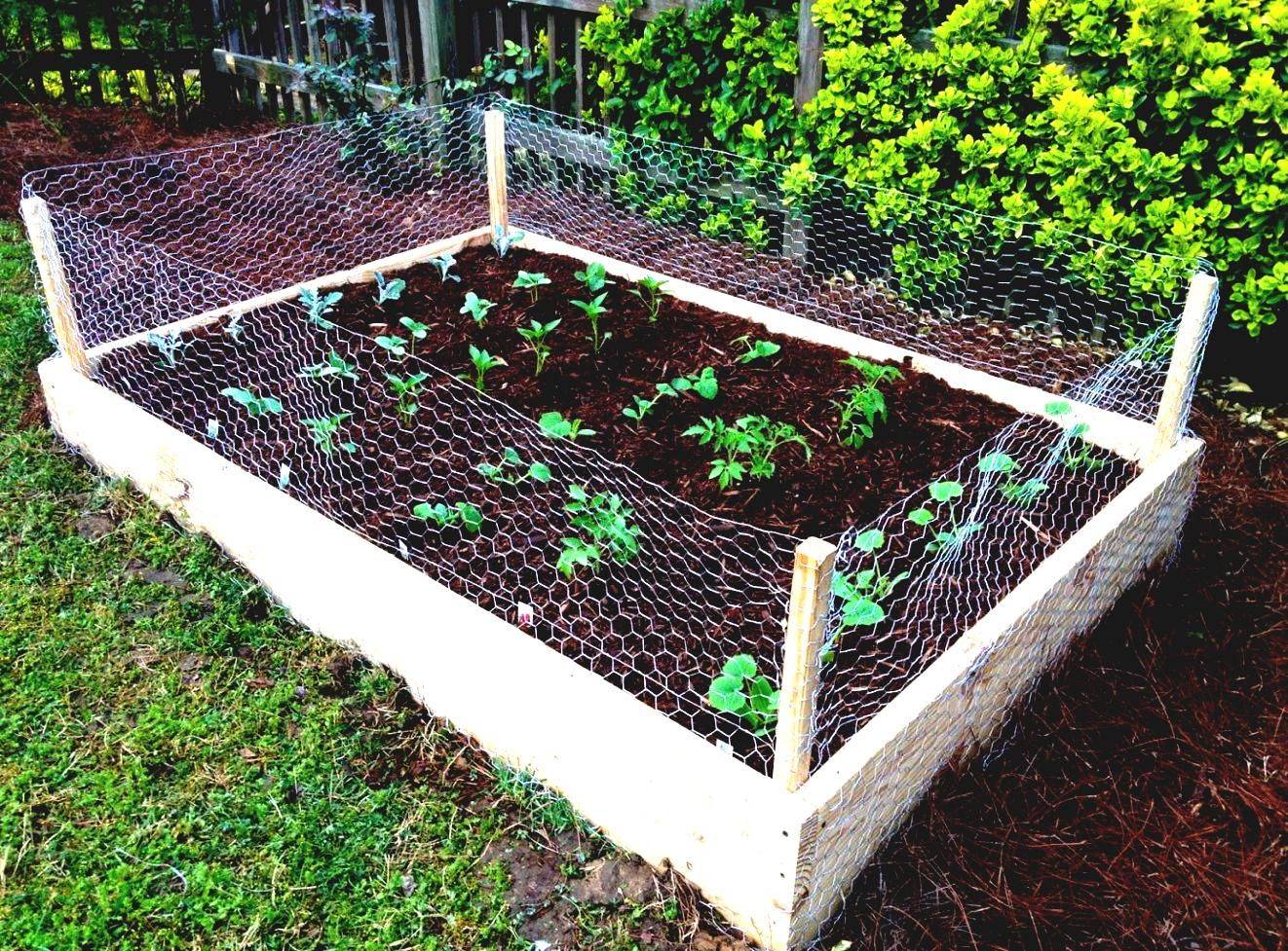 Rabbit Proof Garden Vegetables Garden Ftempo
